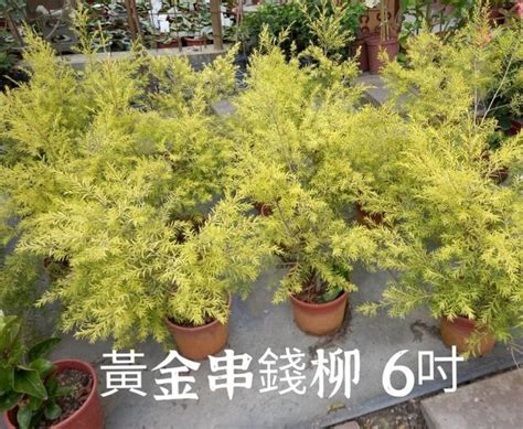 黃金串錢柳枯萎|觀葉植物迷交流站 